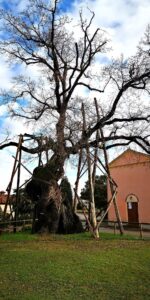 foto della quercia secolare di Fossalta di Portogruaro